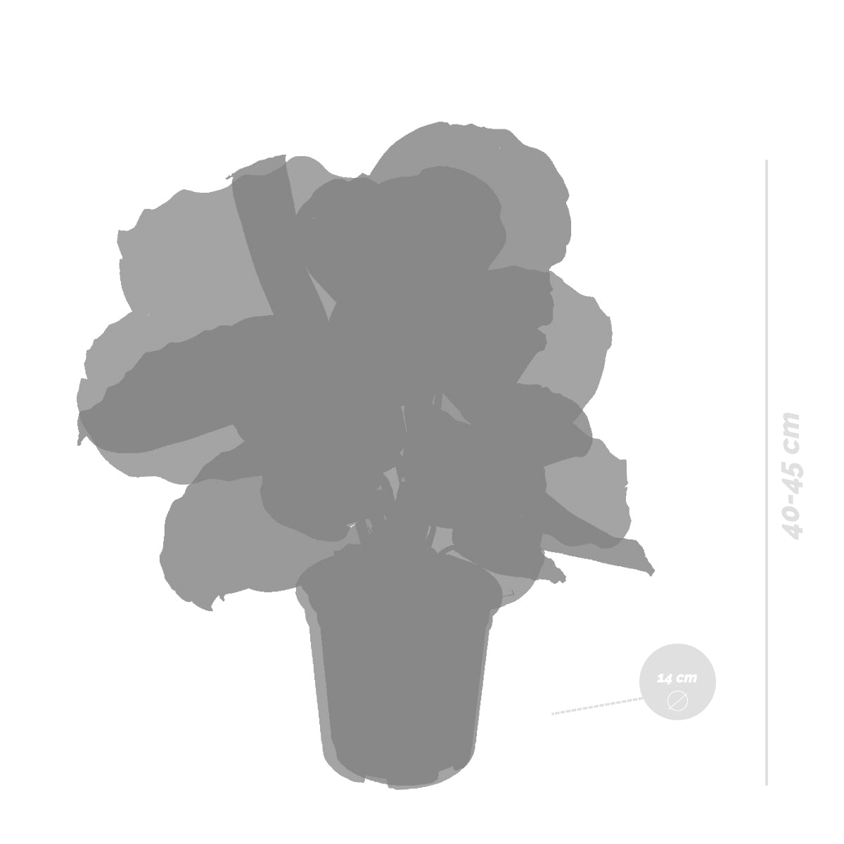 Lote de 2 calatheas Medallion y Orbifolia – Planta de interior