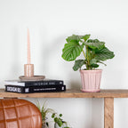 Calathea Orbifolia – Houseplant