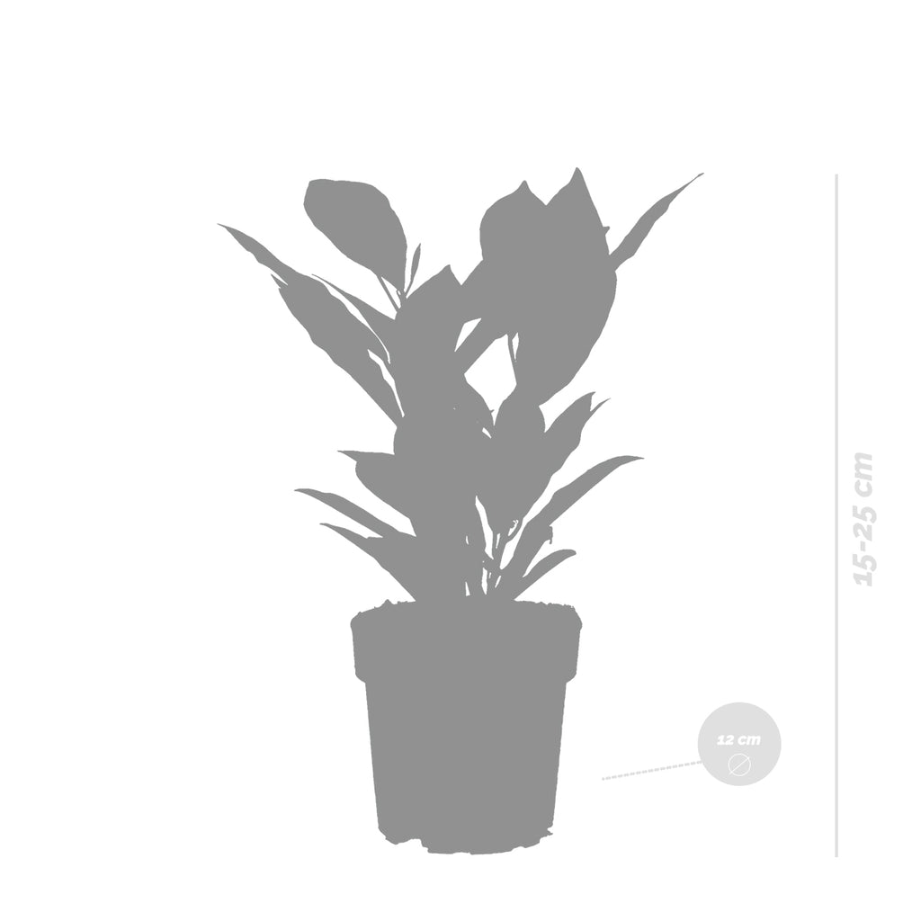 Codiaeum Sunny Star – Indoor Plant