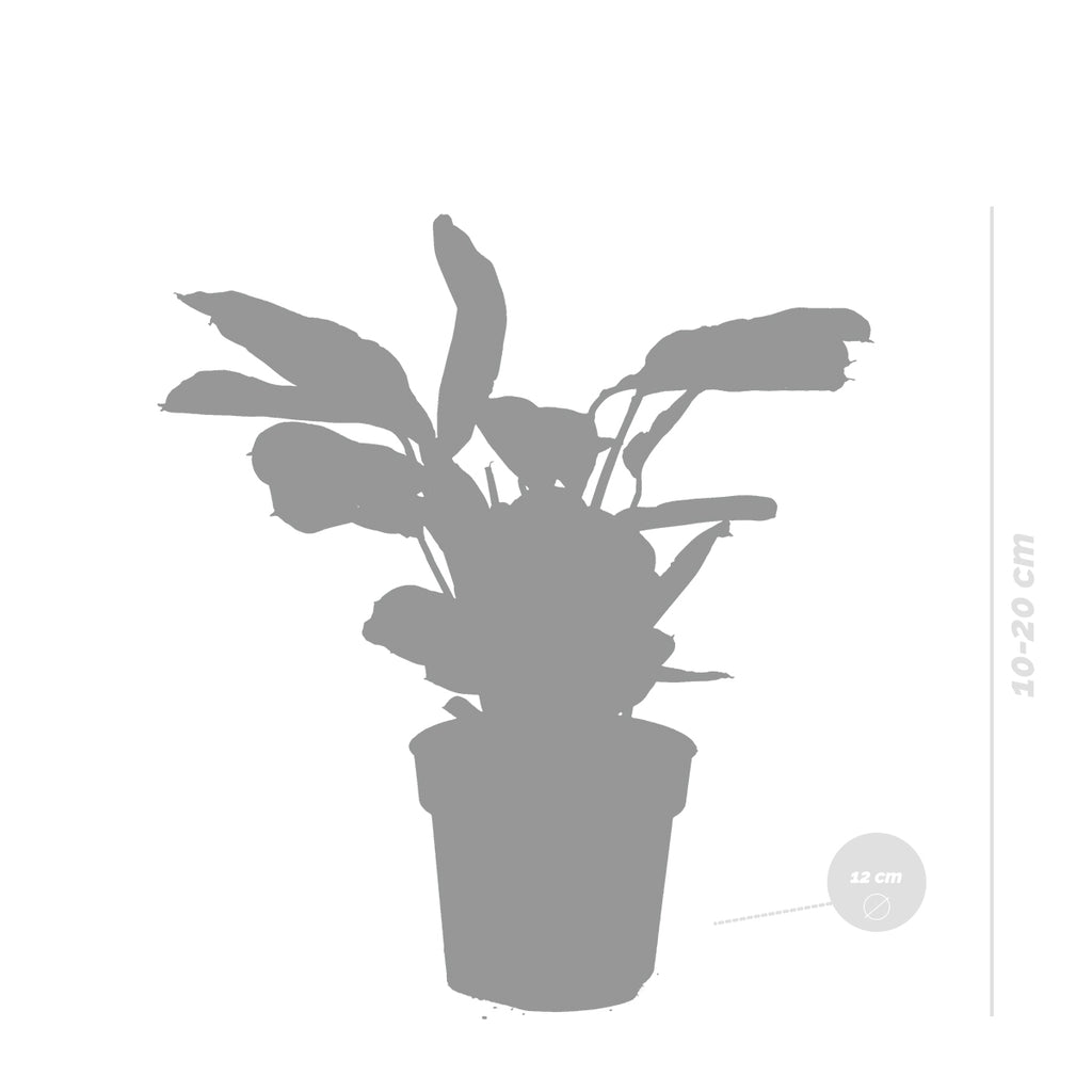 Ctenanthe Amagris – Indoor Plant