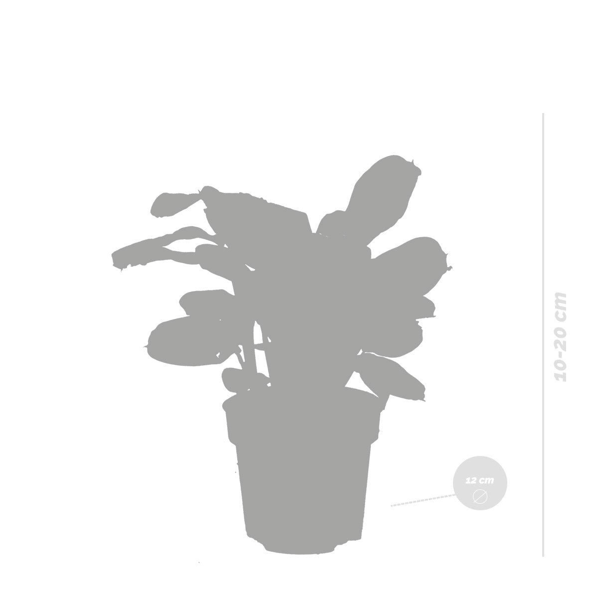Ctenanthe Burle-Marxii – Planta de interior