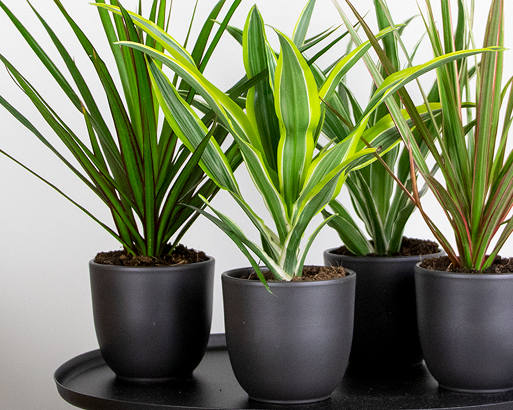 Dracaena Lemon Lime – Houseplant