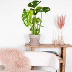 Monstera Deliciosa – Indoor Plant