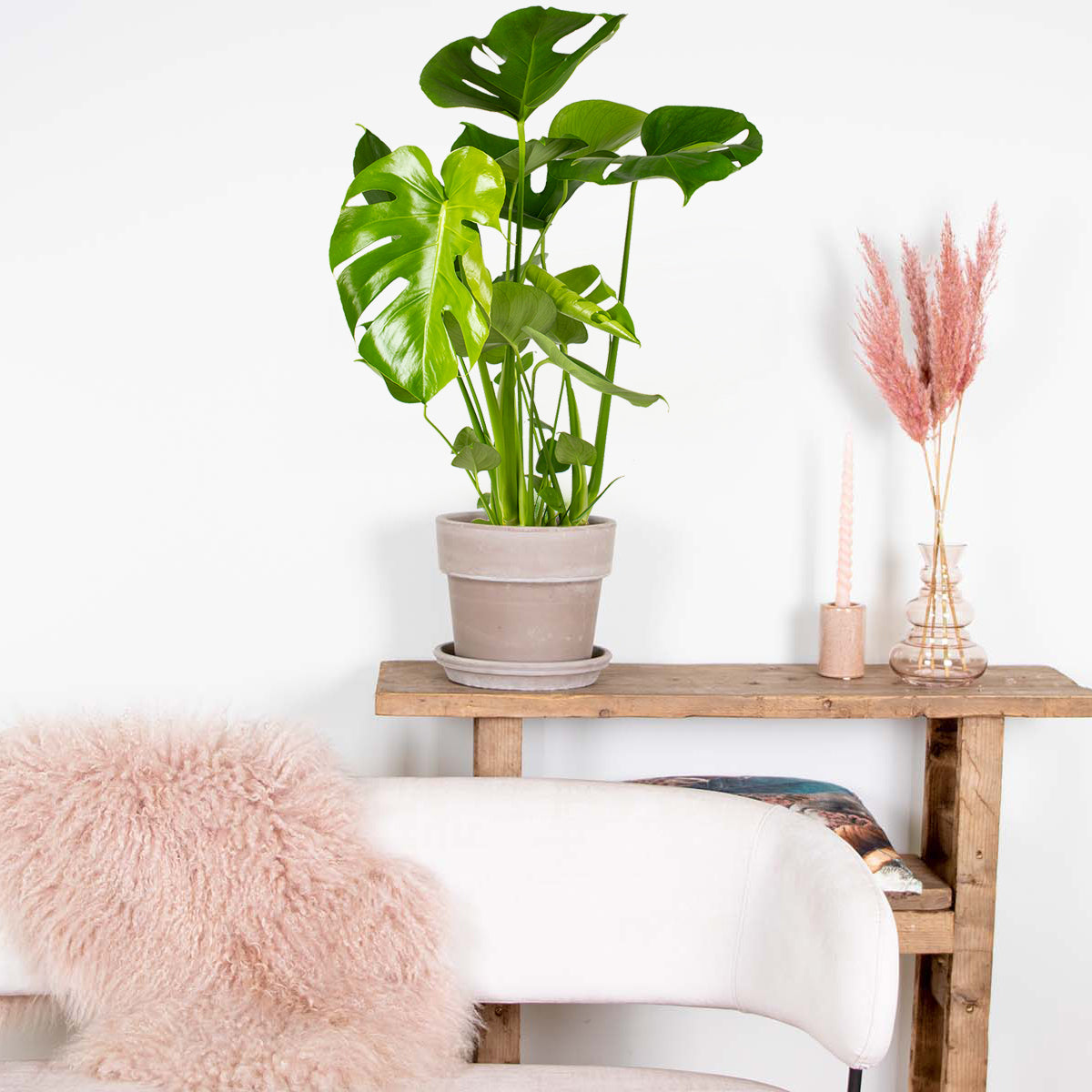 Monstera Deliciosa – Indoor Plant