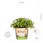 Mezcla de 3 plantas aptas para mascotas – Planta de interior