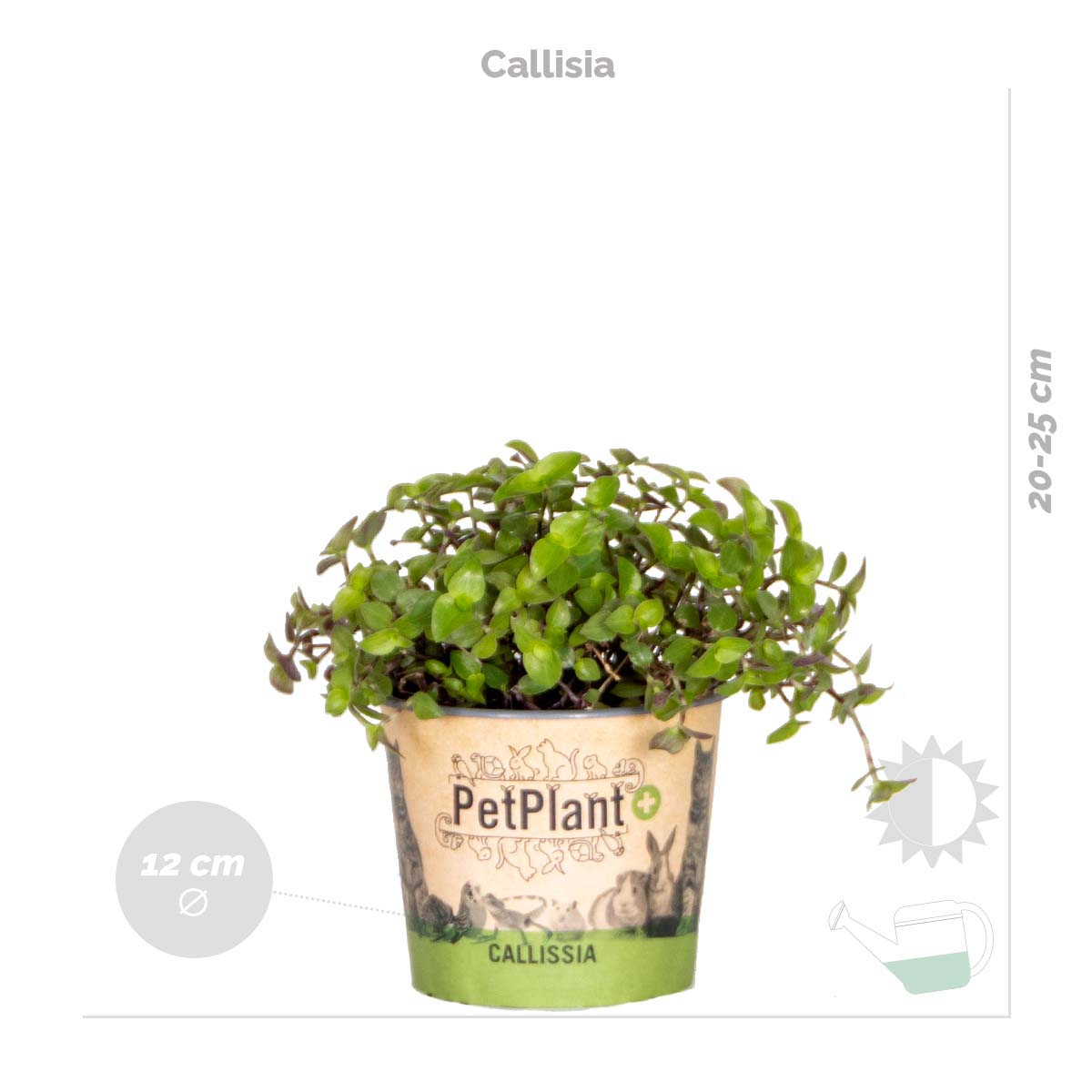 Mezcla de 3 plantas aptas para mascotas – Planta de interior