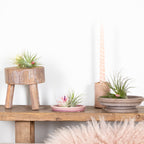 Mélange De 5 Tillandsias – Plante D'Intérieur