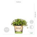 Mezcla de 4 plantas aptas para mascotas – Planta de interior