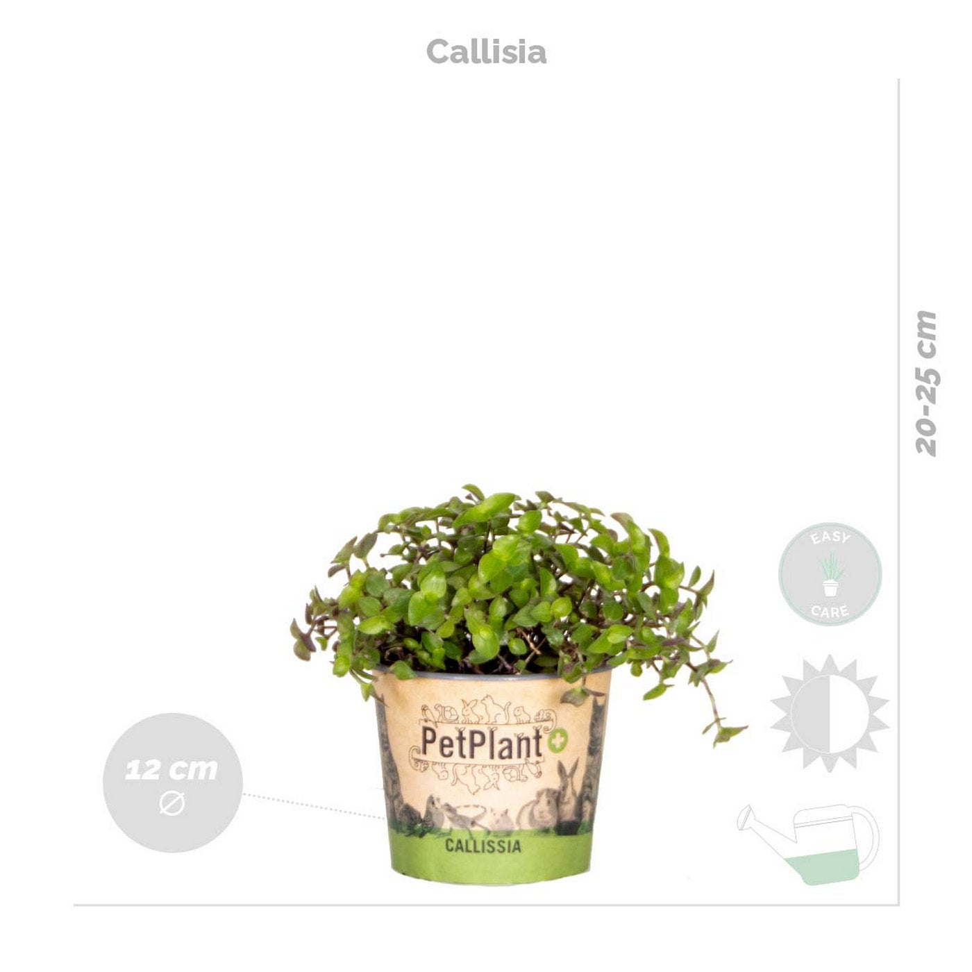 Mezcla de 4 plantas aptas para mascotas – Planta de interior