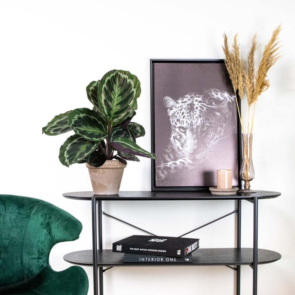Calathea Medallion – Houseplant