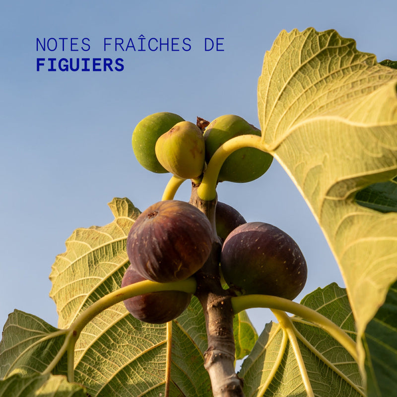 Crème Mains Costal Fig 50Ml