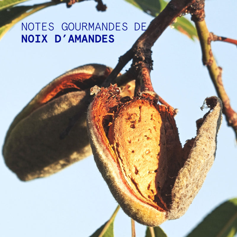Crème Mains Almond Nut 50Ml