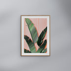 Violets Print House - Banana Leaves