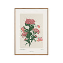 A Linear Dot - Geranium