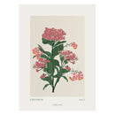 A Linear Dot - Geranium