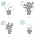 Lot de 2 Hortensias Strong Annabel – Plante d'Extérieur