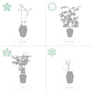 Lot de 2 Salix Flamingo – Plante d'Extérieur