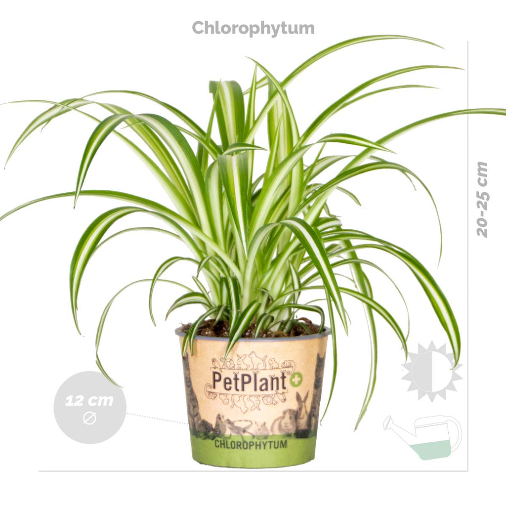 Mezcla de 3 plantas aptas para mascotas – Planta de interior