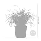 Lote de 3 Cyperus Zumula, hierba para gatos – Planta de interior