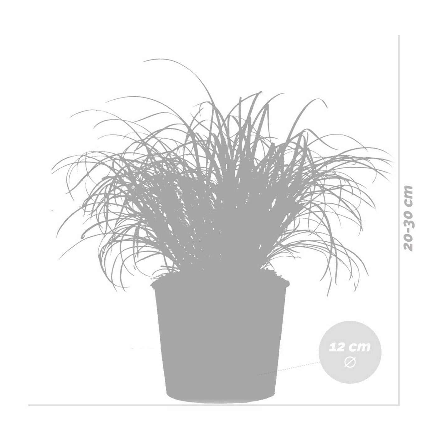 Lote de 3 Cyperus Zumula, hierba para gatos – Planta de interior