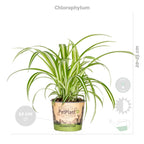 Mezcla de 4 plantas aptas para mascotas – Planta de interior