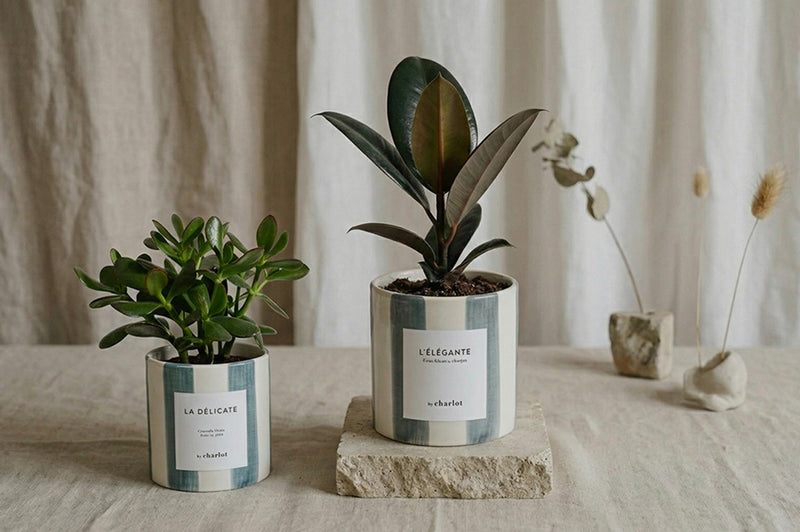 Image de la collection BY CHARLOT