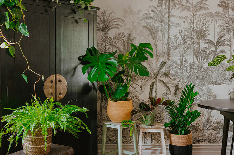 Image de la collection La Green Touch