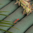 Pierre Maud Ring - Coral