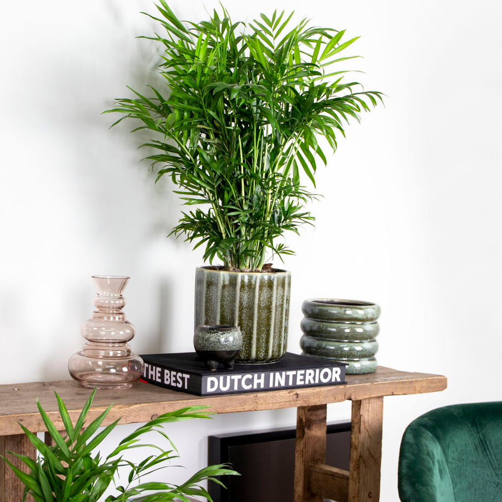 Chamaedorea Elegans – Planta de interior