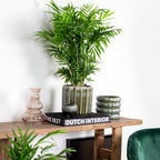 Chamaedorea Elegans – Planta de interior