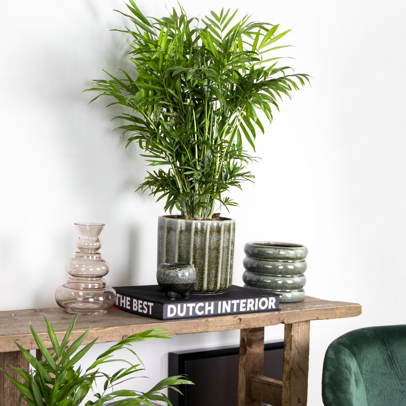 Chamaedorea Elegans – Planta de interior