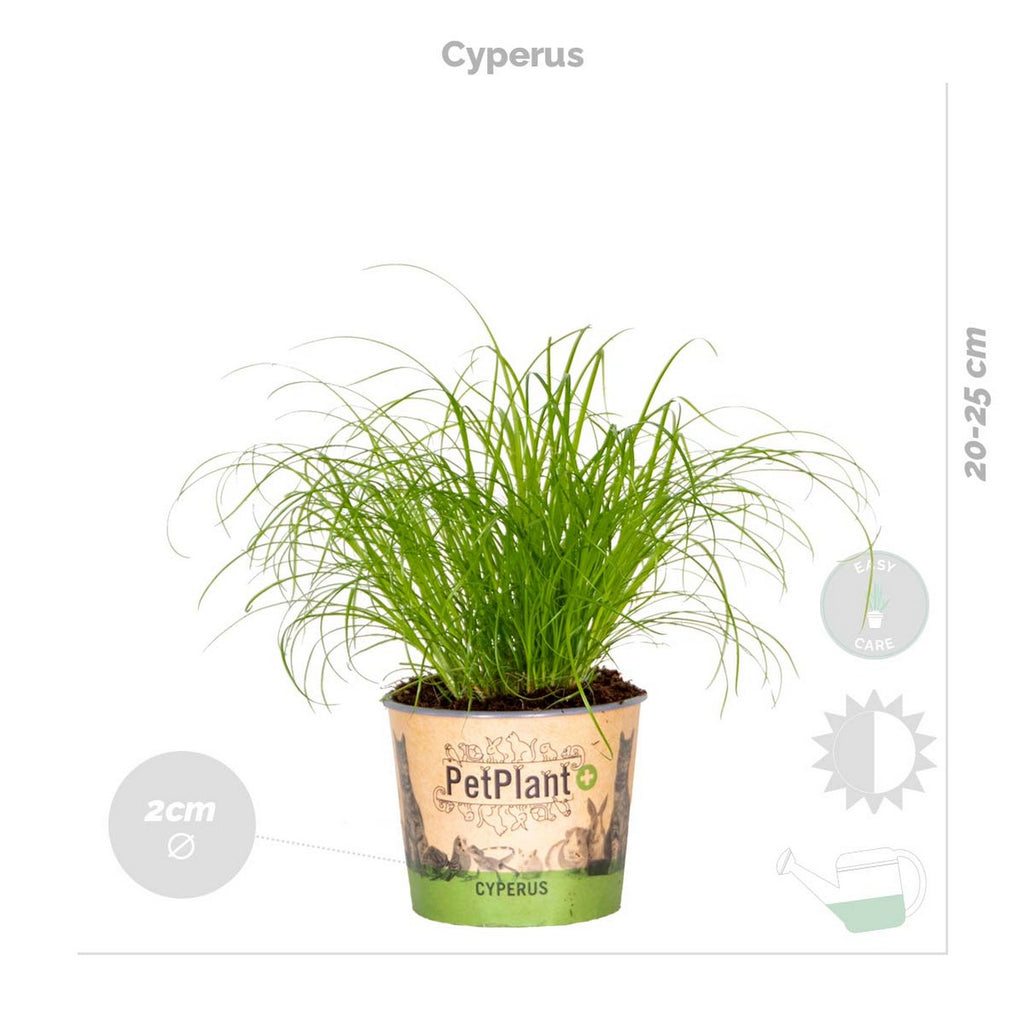 Mezcla de 4 plantas aptas para mascotas – Planta de interior