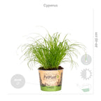 Mezcla de 4 plantas aptas para mascotas – Planta de interior