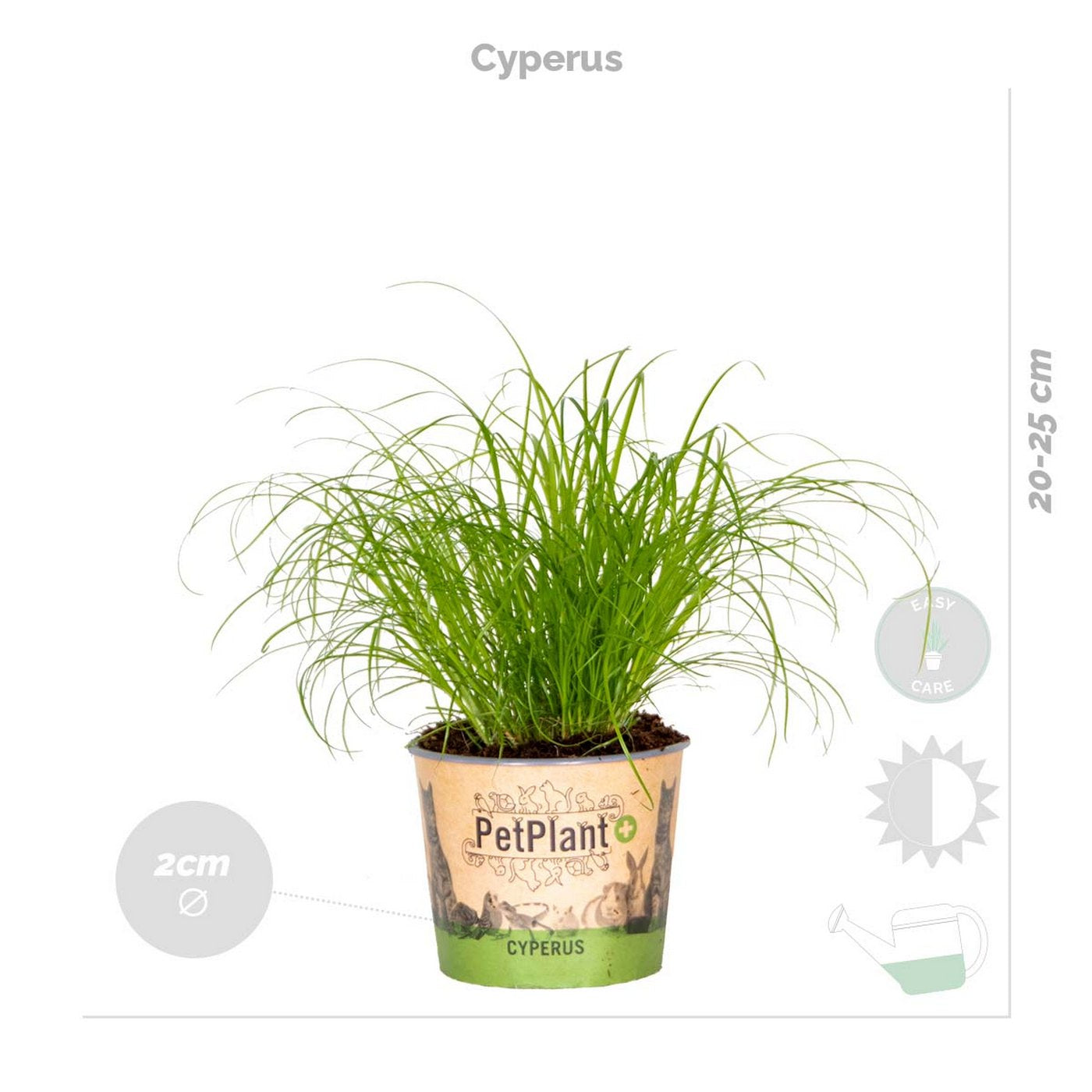 Mezcla de 4 plantas aptas para mascotas – Planta de interior