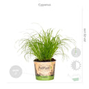 Lot de 4 Plantes Pet-Friendly – Plante d'Intérieur