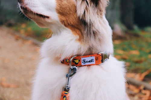 Collier Léopard Néon Orange - Chien