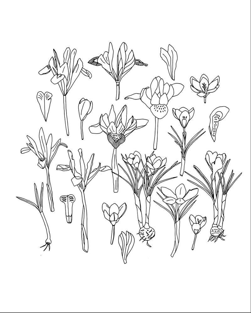 Fleurs : Carnet De Coloriage - Zoé De Las Cases