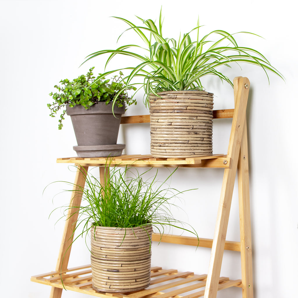 Mezcla de 3 plantas aptas para mascotas – Planta de interior