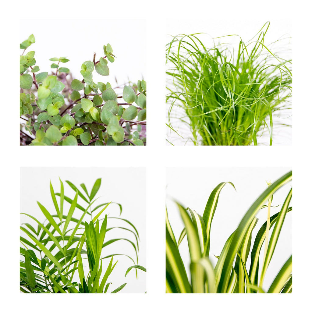 Mezcla de 4 plantas aptas para mascotas – Planta de interior