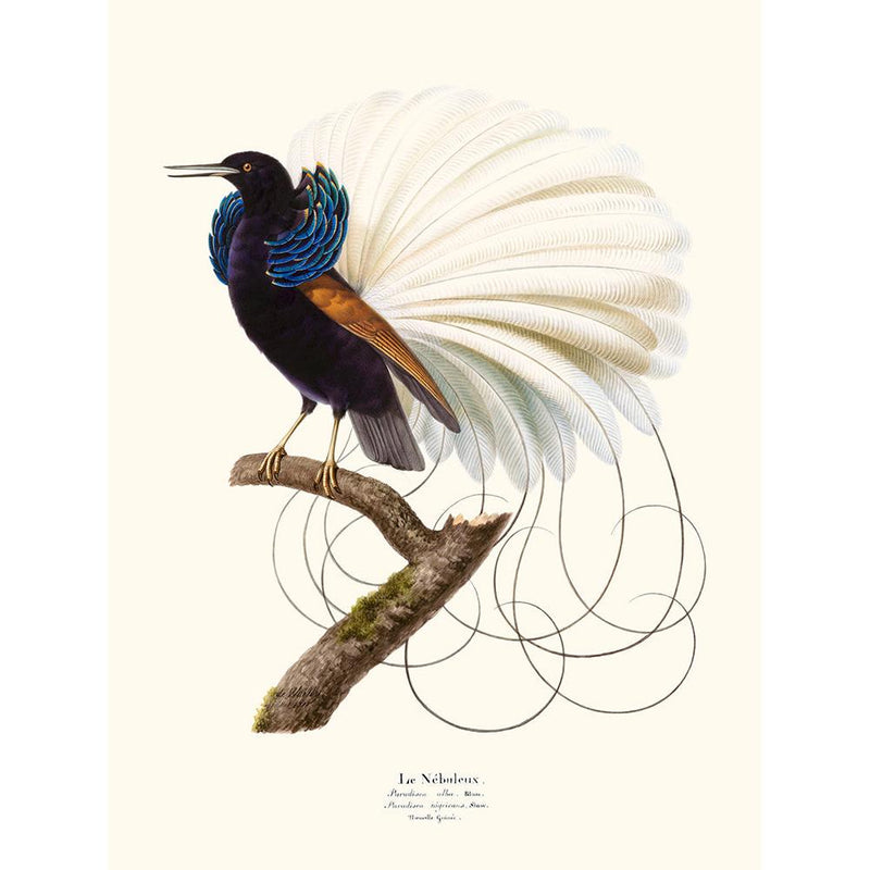Sciences Naturelles - Le Nébuleux,Plumes De Paradis 8