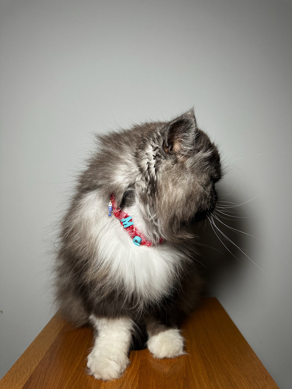 Collier Pour Chat Mexico - Initial Personnalisable