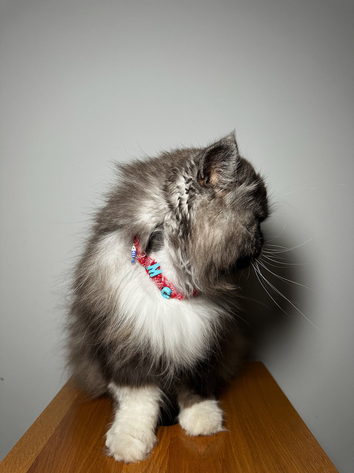 Collier Pour Chat Mexico - Initial Personnalisable