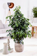 Ficus Benjamina (Figuier Pleureur) "Danielle" Xl - Plantes D'Intérieur