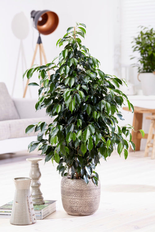 Ficus Benjamina (Figuier Pleureur) "Danielle" Xl - Plantes D'Intérieur