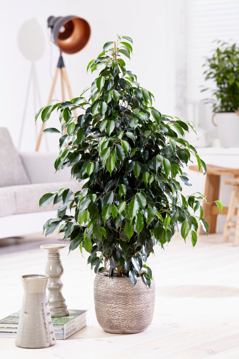 Ficus Benjamina (Figuier Pleureur) "Danielle" Xl - Plantes D'Intérieur