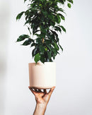 Ficus Benjamina (Figuier Pleureur) "Danielle" Xl - Plantes D'Intérieur