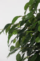 Ficus Benjamina (Figuier Pleureur) "Danielle" Xl - Plantes D'Intérieur