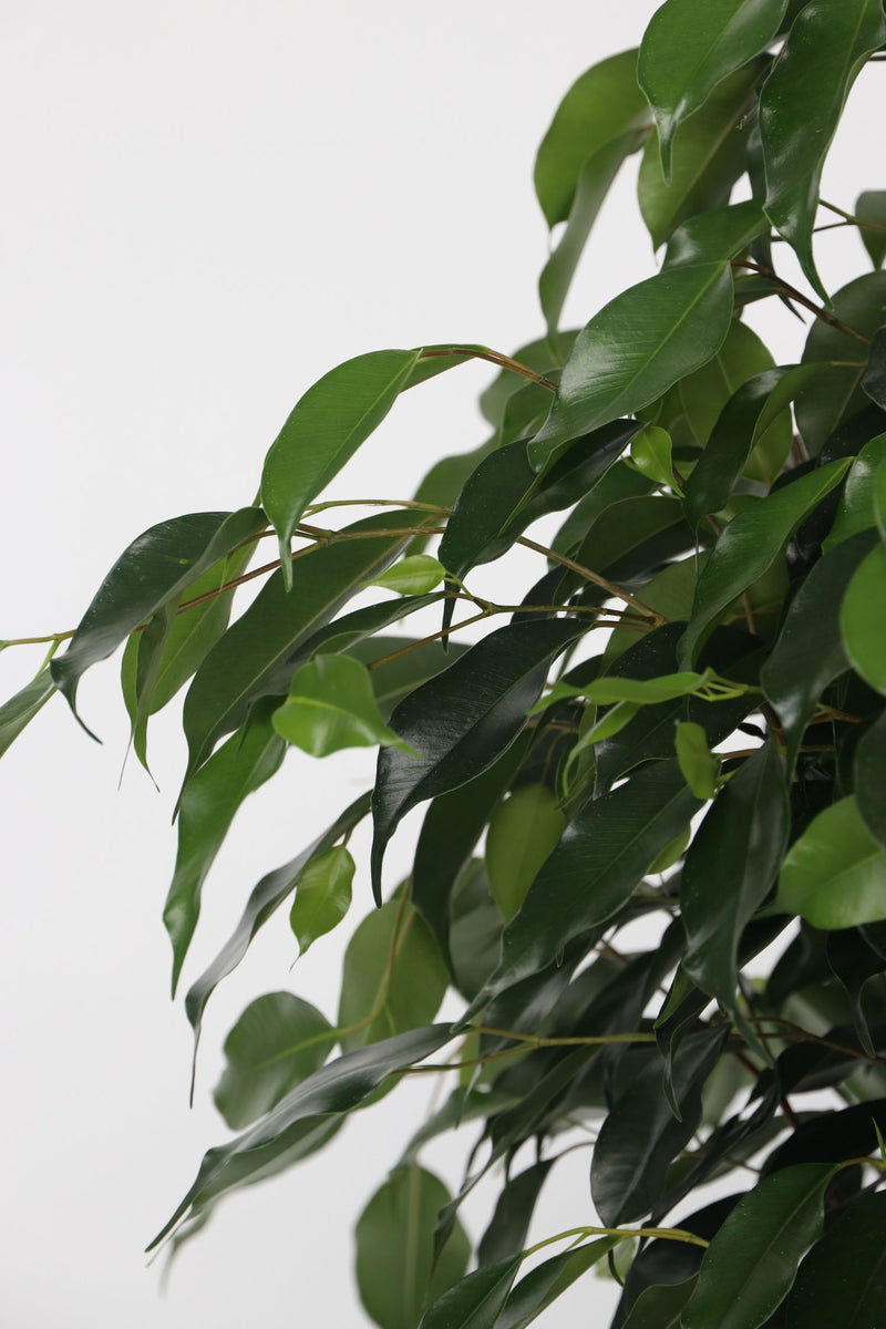 Ficus Benjamina (Figuier Pleureur) "Danielle" Xl - Plantes D'Intérieur