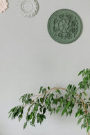 Ficus Benjamina (Figuier Pleureur) "Danielle" Xl - Plantes D'Intérieur