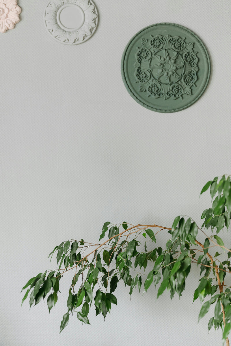 Ficus Benjamina (Figuier Pleureur) "Danielle" Xl - Plantes D'Intérieur